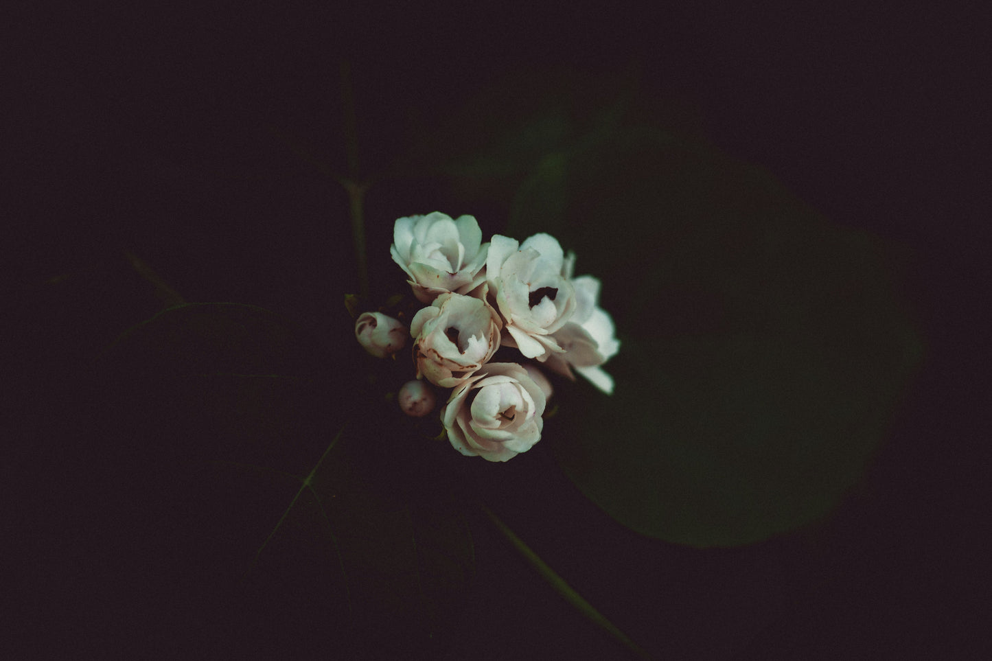 Moody